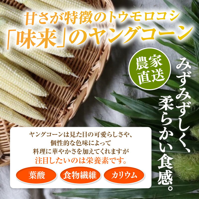 【ふるさと納税】朝採れ！プレミアム味来のヤングコーン【選べる内容量：25本・50本】★期間限定★ 農家直送 ヤングコーン 採れたて新鮮 栄養たっぷり トウモロコシ 野菜 農作物 大好評 お取り寄せ 小さなとうもろこし 愛知県 西尾市《受付期間：2026年6月15日まで》S099-SKU - 画像2