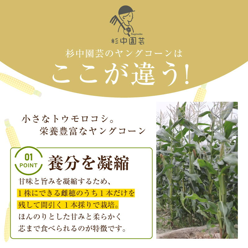 【ふるさと納税】朝採れ！プレミアム味来のヤングコーン【選べる内容量：25本・50本】★期間限定★ 農家直送 ヤングコーン 採れたて新鮮 栄養たっぷり トウモロコシ 野菜 農作物 大好評 お取り寄せ 小さなとうもろこし 愛知県 西尾市《受付期間：2026年6月15日まで》S099-SKU - 画像3