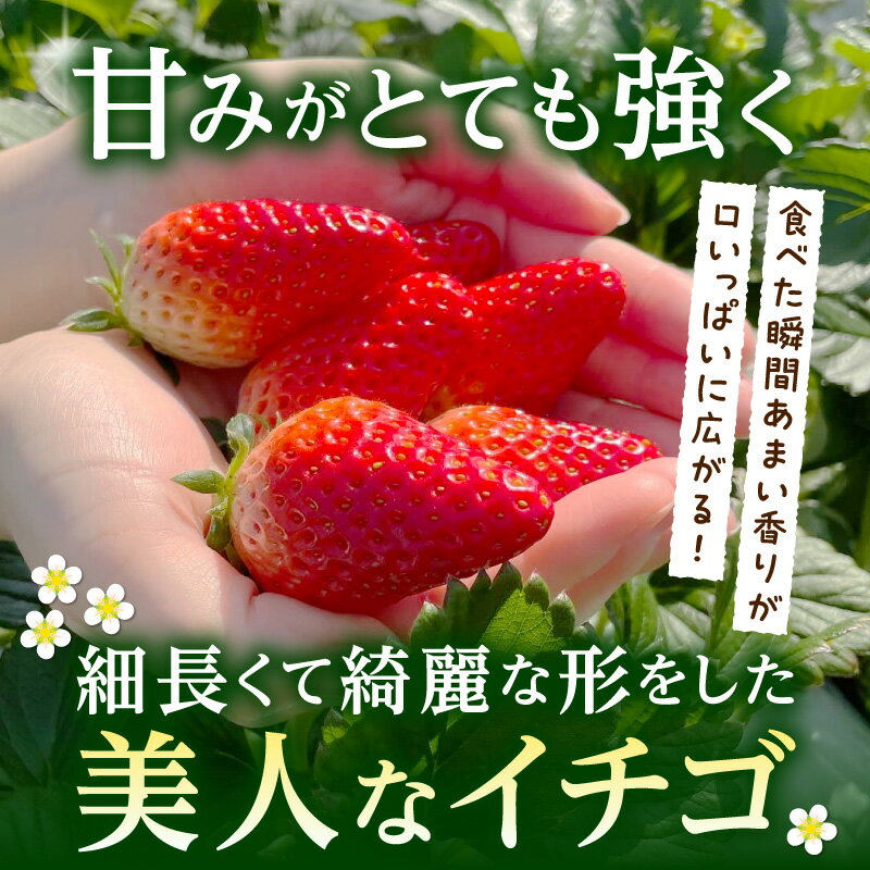 【ふるさと納税】【2026年発送先行予約】章姫(あきひめ) イチゴ15粒×1ケース 【生産地】愛知県西尾市産・D033 果物 フルーツ 旬のフルーツ 季節のフルーツ 甘い デザート おすすめ 国産 苺 章姫 ギフト プレゼント お祝い 内祝い お返し 贈り物 食品 愛知県 西尾市 送料無料 サムネイル2