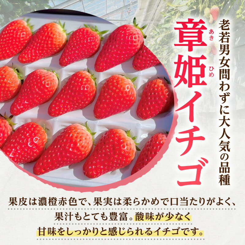 【ふるさと納税】【2026年発送先行予約】章姫(あきひめ) イチゴ15粒×1ケース 【生産地】愛知県西尾市産・D033 果物 フルーツ 旬のフルーツ 季節のフルーツ 甘い デザート おすすめ 国産 苺 章姫 ギフト プレゼント お祝い 内祝い お返し 贈り物 食品 愛知県 西尾市 送料無料 サムネイル3