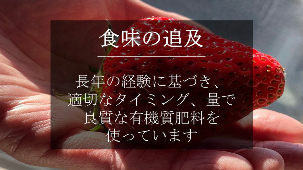 【ふるさと納税】超特大 紅ほっぺ 6〜7粒入り 合計440g以上 O037-18【発送期間：2025年12月1日〜2026年3月20日】冷蔵便 果物 フルーツ 愛知県産 西尾産 国産 イチゴ いちご 苺 ギフト 食品 MB サムネイル3