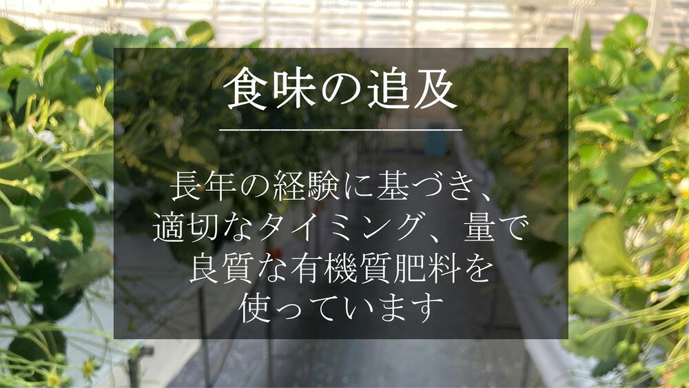 【ふるさと納税】超特大いちご 章姫 6〜8粒入り 合計約400g O039-16【発送期間：2025年12月1日～2026年3月31日までに発送予定】クール便 果物 フルーツ 愛知県産 西尾産 国産 イチゴ いちご 苺 ギフト 食品 MB サムネイル3
