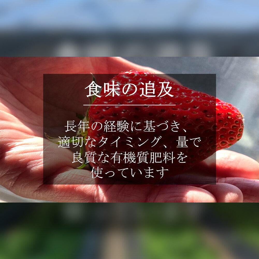 【ふるさと納税】超特大いちご (紅ほっぺ) 440g以上 (6〜7粒) ×2箱 O043-32【発送期間：2025年12月1日～2026年3月31日までに発送予定】【冷蔵便】/ 果物 フルーツ 愛知県産 西尾産 国産 イチゴ いちご 苺 食品 紅ほっぺいちご 大きい 大粒 大玉 超特大 2箱 MB サムネイル3