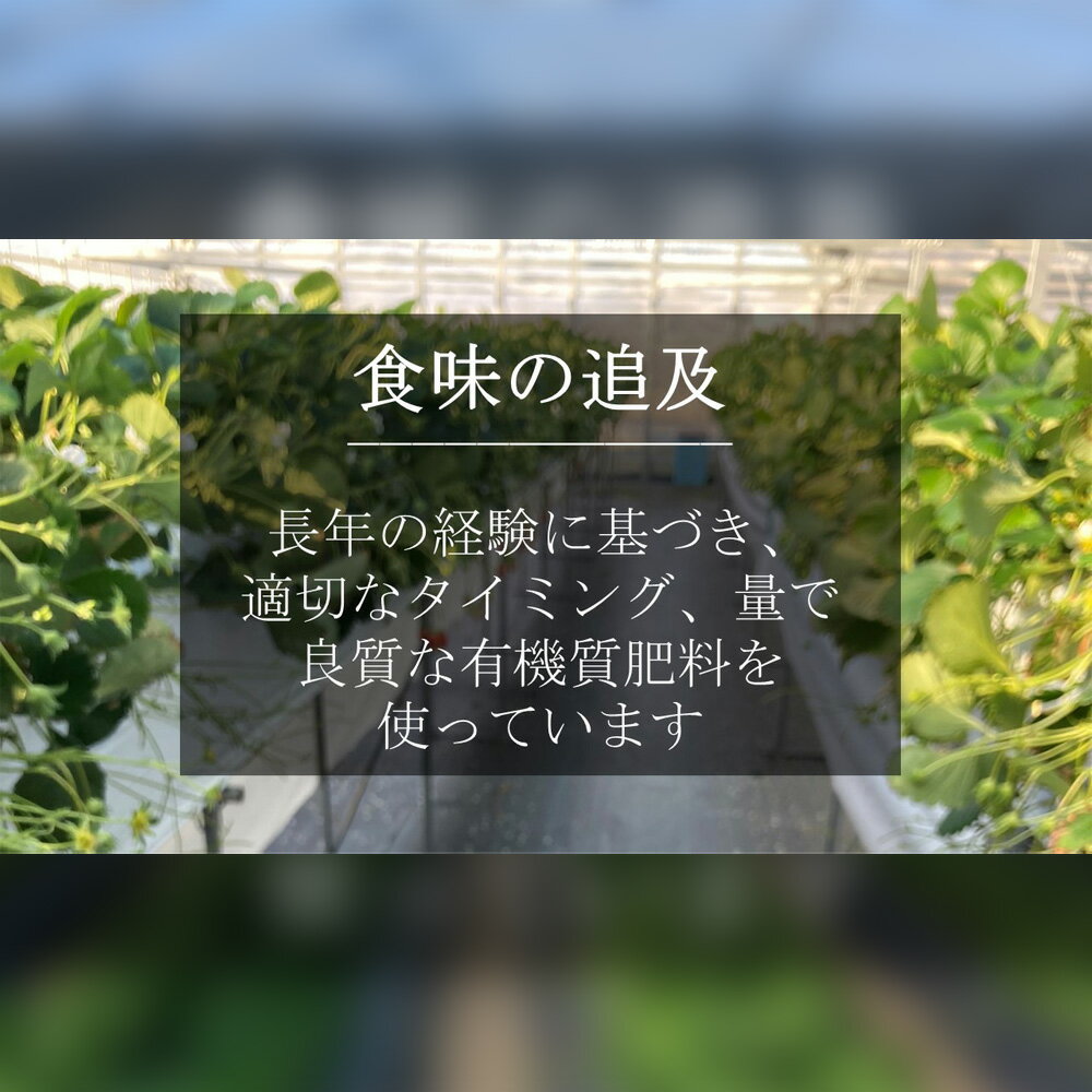 【ふるさと納税】特大いちご (章姫) 360g以上 (7〜9粒) ×3箱 O045-29【発送期間：2025年12月1日～2026年3月31日までに発送予定】【冷蔵便】/ 果物 フルーツ 愛知県産 西尾産 国産 イチゴ いちご 苺 食品 章姫いちご 大きい 大粒 特大 3箱 あきひめ MB サムネイル3