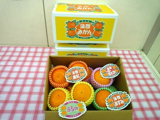 G0357【期間限定】蒲郡 みかん 4種詰め合わせ 約2kg ミカン