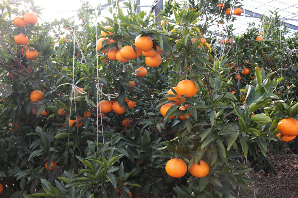 【ふるさと納税】G0003【期間限定】蒲郡 みかん「せとか」約3kg 温室みかん ハウス栽培 早生みかん 宮川早生 箱入娘　おてんば娘 青島 せとか はるみ デコポン 樹熟デコポン 化粧箱 中晩柑 愛知県産 ガマゴオリ フルーツ 果物 デザート 美味しい ジューシー お歳暮 お中元 サムネイル2