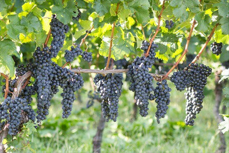 【ふるさと納税】煌めきワイン一番星（赤）1本｜ ワイン 赤ワイン 720ml 純国産 アルコール 酒 国産ワイン 愛知 愛知県 岐阜 尾張 サムネイル3