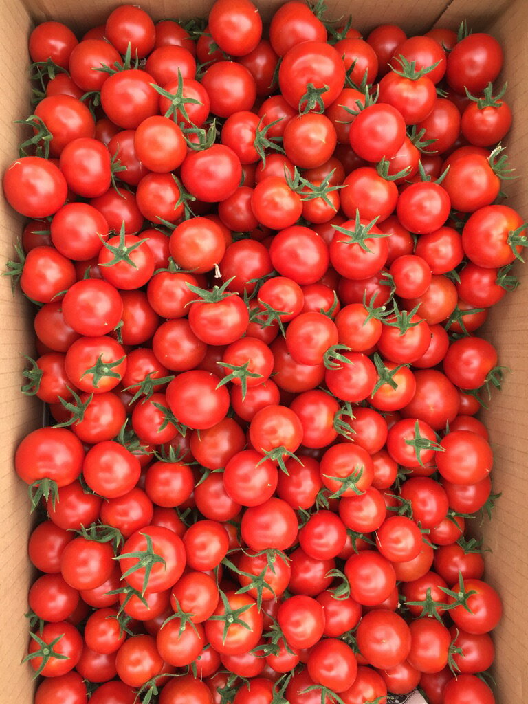 【ふるさと納税】とても甘いトマト「おいしい花子」 ｜ トマト とまと 完熟 国産 フルティカ 甘い 糖度 リコピン 健康 栄養 美容 生活習慣病 ミニトマト ミディアムトマト フルーツトマト 肉厚 800g 送料無料 - 画像2