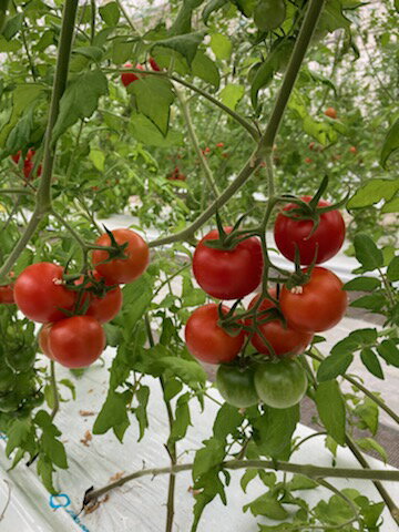 【ふるさと納税】とても甘いトマト「おいしい花子」 ｜ トマト とまと 完熟 国産 フルティカ 甘い 糖度 リコピン 健康 栄養 美容 生活習慣病 ミニトマト ミディアムトマト フルーツトマト 肉厚 800g 送料無料 - 画像3