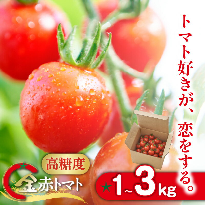 【ふるさと納税】トマト好きが、恋をする。金赤トマトミニ【選べる内容量 1kg・2kg・3kg】野菜 新鮮野菜 ミニトマト 味が濃い 高糖度 甘い 予約 トマト プチトマト 送料無料 - 画像2