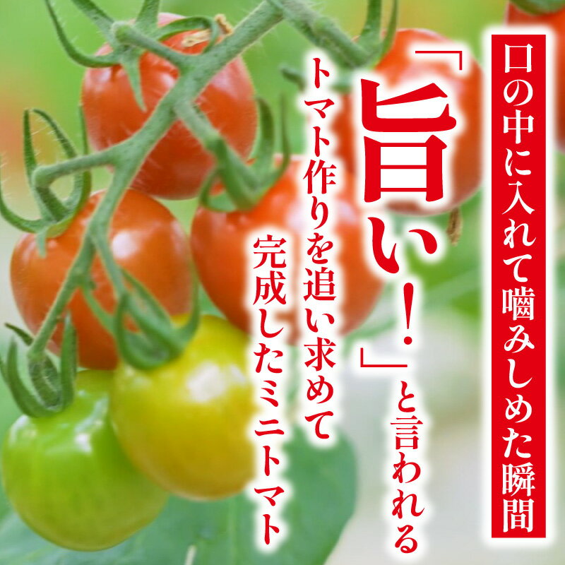 【ふるさと納税】トマト好きが、恋をする。金赤トマトミニ【選べる内容量 1kg・2kg・3kg】野菜 新鮮野菜 ミニトマト 味が濃い 高糖度 甘い 予約 トマト プチトマト 送料無料 - 画像3