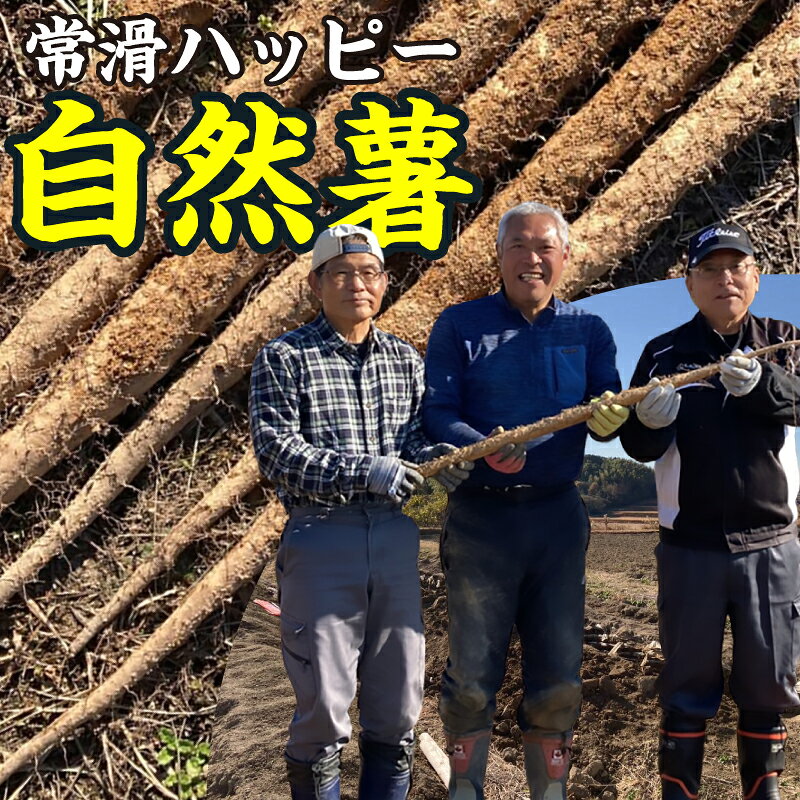 常滑 ハッピー自然薯【選べる容量 1kg・2kg】国産 自然薯 産地直送 山芋 芋 とろろ 長芋 滋養強壮 野菜 希少な根菜 山菜 日本原産の野生種 お取り寄せ 愛知県 常滑市 送料無料