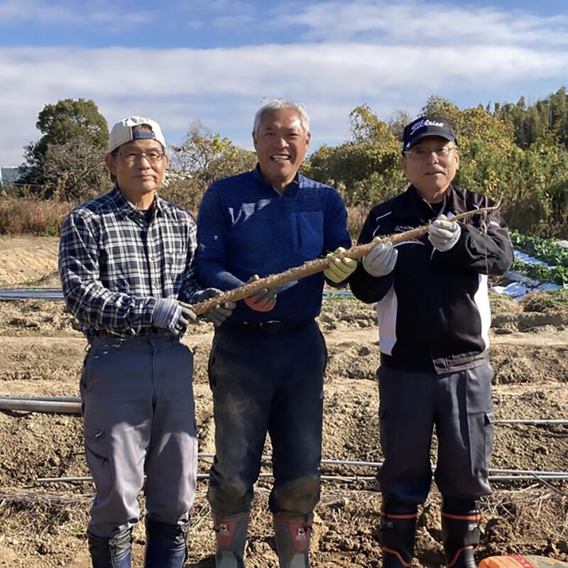 【ふるさと納税】常滑 ハッピー自然薯【選べる容量 1kg・2kg】国産 自然薯 産地直送 山芋 芋 とろろ 長芋 滋養強壮 野菜 希少な根菜 山菜 日本原産の野生種 お取り寄せ 愛知県 常滑市 送料無料 - 画像3