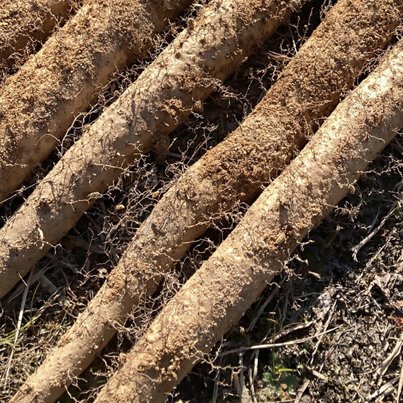 【ふるさと納税】常滑 ハッピー自然薯【選べる容量 1kg・2kg】国産 自然薯 産地直送 山芋 芋 とろろ 長芋 滋養強壮 野菜 希少な根菜 山菜 日本原産の野生種 お取り寄せ 愛知県 常滑市 送料無料 - 画像2