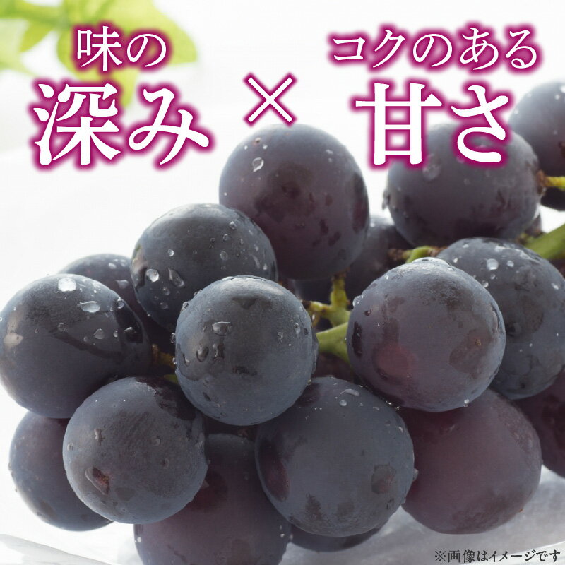 【ふるさと納税】こだわりの種あり巨峰　約2kg 2026年先行予約（2026年発送分）ぶどう サムネイル2