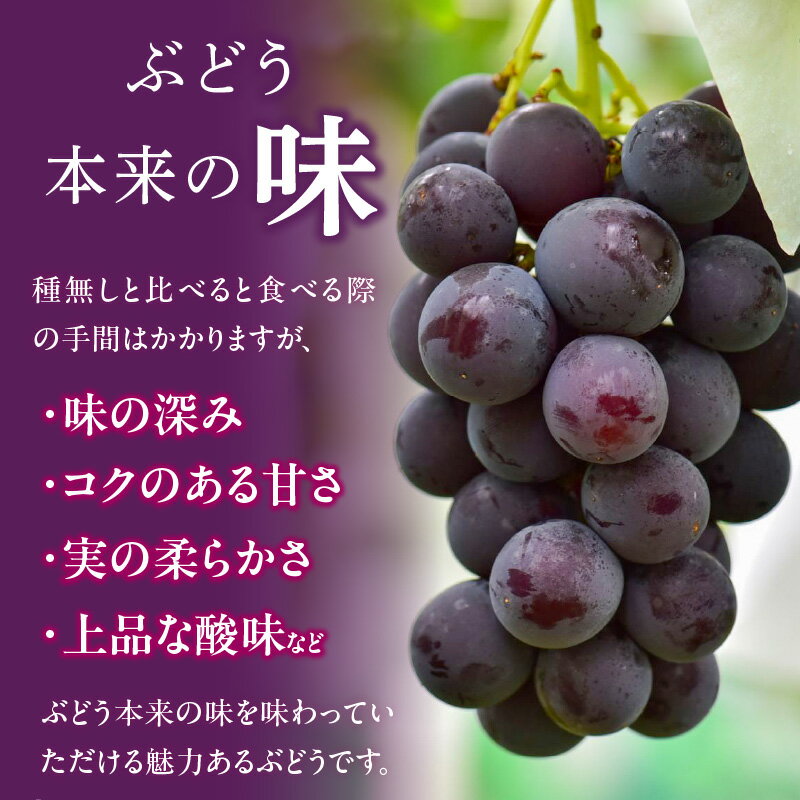 【ふるさと納税】こだわりの種あり巨峰　約2kg 2026年先行予約（2026年発送分）ぶどう サムネイル3