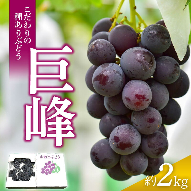 こだわりの種あり巨峰　約2kg 2026年先行予約（2026年発送分）ぶどう