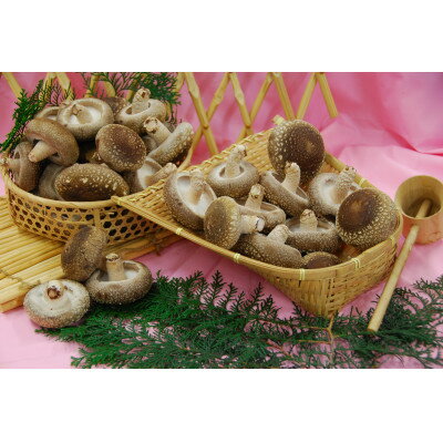 愛知県新城市産　菌床しいたけ　1.5kg【配送不可地域：離島】【1566320】