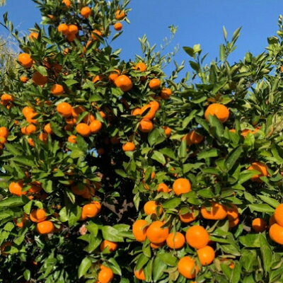 【ふるさと納税】【ゆら早生】宮田農園の温州みかん　8kg【1353530】 サムネイル2