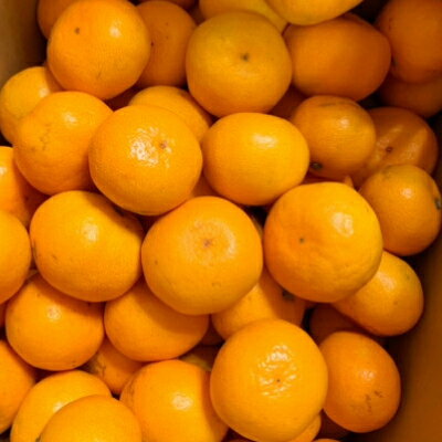 【ふるさと納税】【ゆら早生】宮田農園の温州みかん　4kg【1353531】 サムネイル2