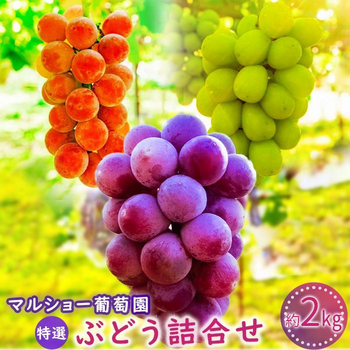 【2026年先行予約・数量限定】園主おまかせ特選ぶどう詰合せ 約2kg (当園栽培16品種の中より厳選) ＜2026年8月中旬～発送＞