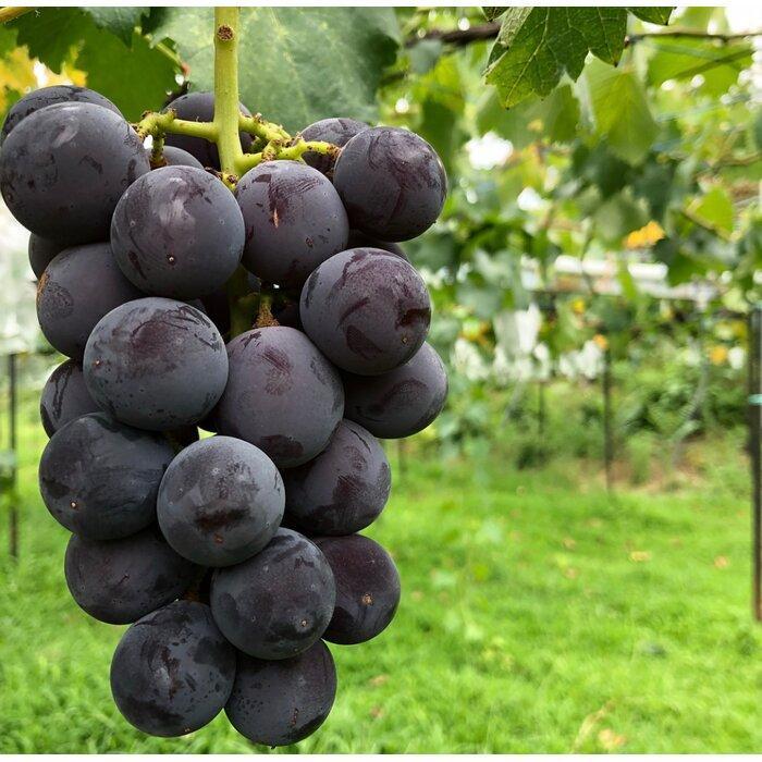 【ふるさと納税】【2026年度_先行予約】【ご家庭用】巨峰（種あり）約2kg〔2026年8月上旬より順次発送〕 | 愛知県 大府市 名産品 ぶどう 糖度高く 濃厚 人気 おすすめ 家庭用 先行予約 数量限定 期間限定 果物 フルーツ 冷蔵 楽天ふるさと納税 【8月上旬より順次発送】 サムネイル2