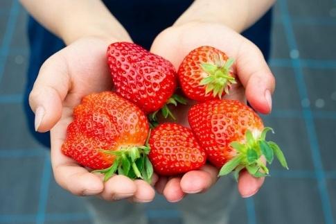 【数量限定】完熟朝摘みいちご 2種お届け★2025年12月下旬～発送★ | 苺 先行 予約 果物 フルーツ くだもの