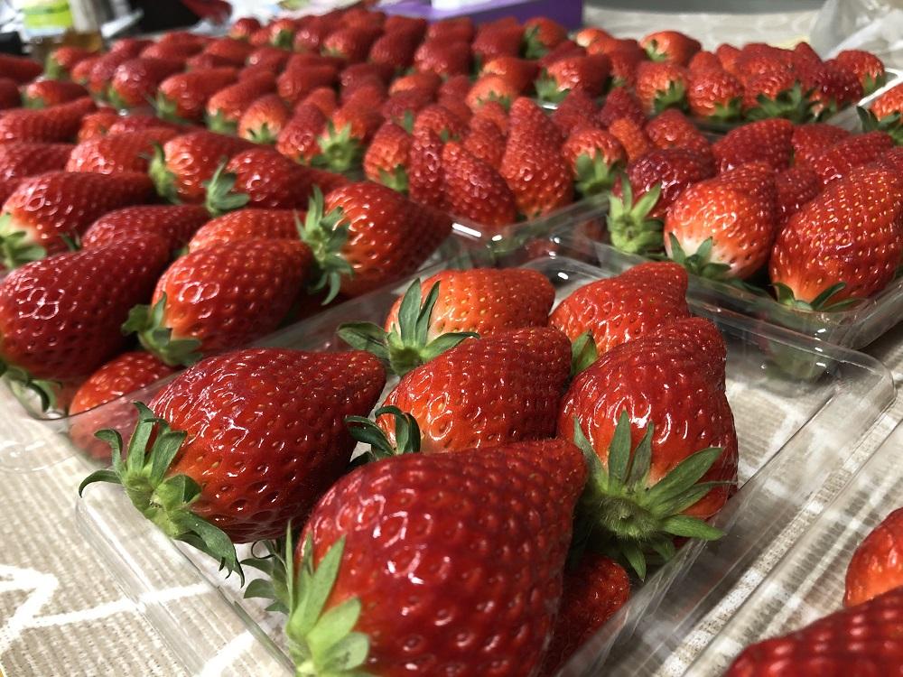 【ふるさと納税】【数量限定】完熟朝摘みいちご 2種お届け★2025年12月下旬～発送★ | 苺 先行 予約 果物 フルーツ くだもの サムネイル2