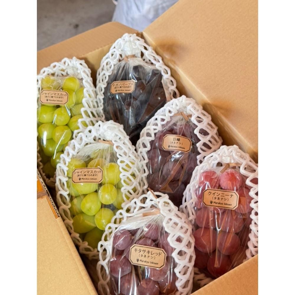 【ふるさと納税】【2026年度_先行予約】【ご家庭用】ぶどう食べ比べセット 約3kg〔2026年8月中旬より順次発送〕 | ぶどう フルーツ 果物 くだもの 食品 人気 おすすめ 送料無料 サムネイル2