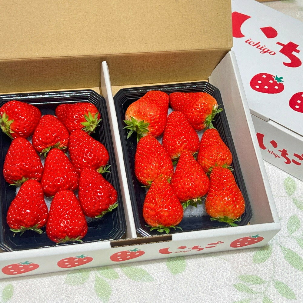 【ふるさと納税】【先行予約・数量限定】【贈答用・3L~4L大粒・食べ比べ】紅ほっぺ＆かおり野セット500g（朝採れ完熟 約250g×2P） | 果物 フルーツ いちご イチゴ 苺 朝採れ 大粒 食品 旬 季節限定 おすすめ 品種 産地直送 ギフト 愛知県 大府市 人気 送料無料 サムネイル3