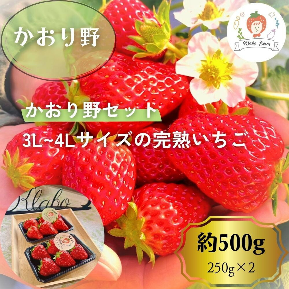 【先行予約・数量限定】【贈答用・3L~4Lサイズ・大粒】かおり野いちご500g（朝採れ完熟 約250g×2P） | 果物 フルーツ いちご イチゴ 苺 朝採れ 大粒 食品 旬 季節限定 おすすめ 品種 産地直送 ギフト 愛知県 大府市 人気 送料無料