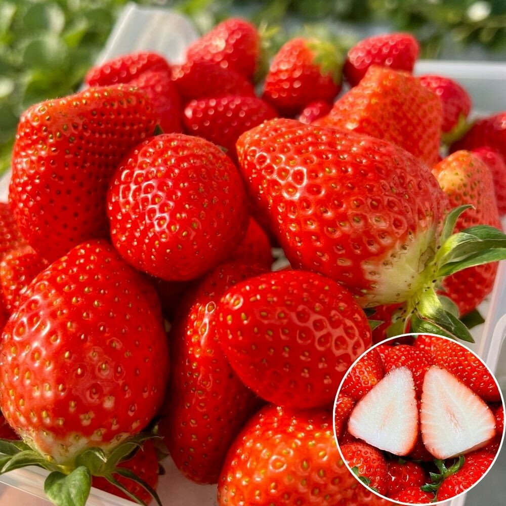 【ふるさと納税】【先行予約・数量限定】【贈答用・3L~4Lサイズ・大粒】かおり野いちご500g（朝採れ完熟 約250g×2P） | 果物 フルーツ いちご イチゴ 苺 朝採れ 大粒 食品 旬 季節限定 おすすめ 品種 産地直送 ギフト 愛知県 大府市 人気 送料無料 サムネイル3