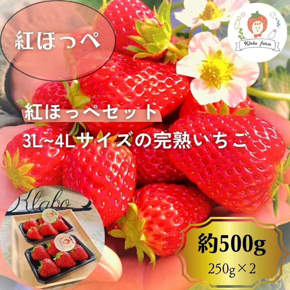 【先行予約・数量限定】【贈答用・3L~4Lサイズ・大粒】紅ほっぺいちご500g（朝採れ完熟 約250g×2P） | 果物 フルーツ いちご イチゴ 苺 朝採れ 大粒 食品 旬 季節限定 おすすめ 品種 産地直送 ギフト 愛知県 大府市 人気 送料無料