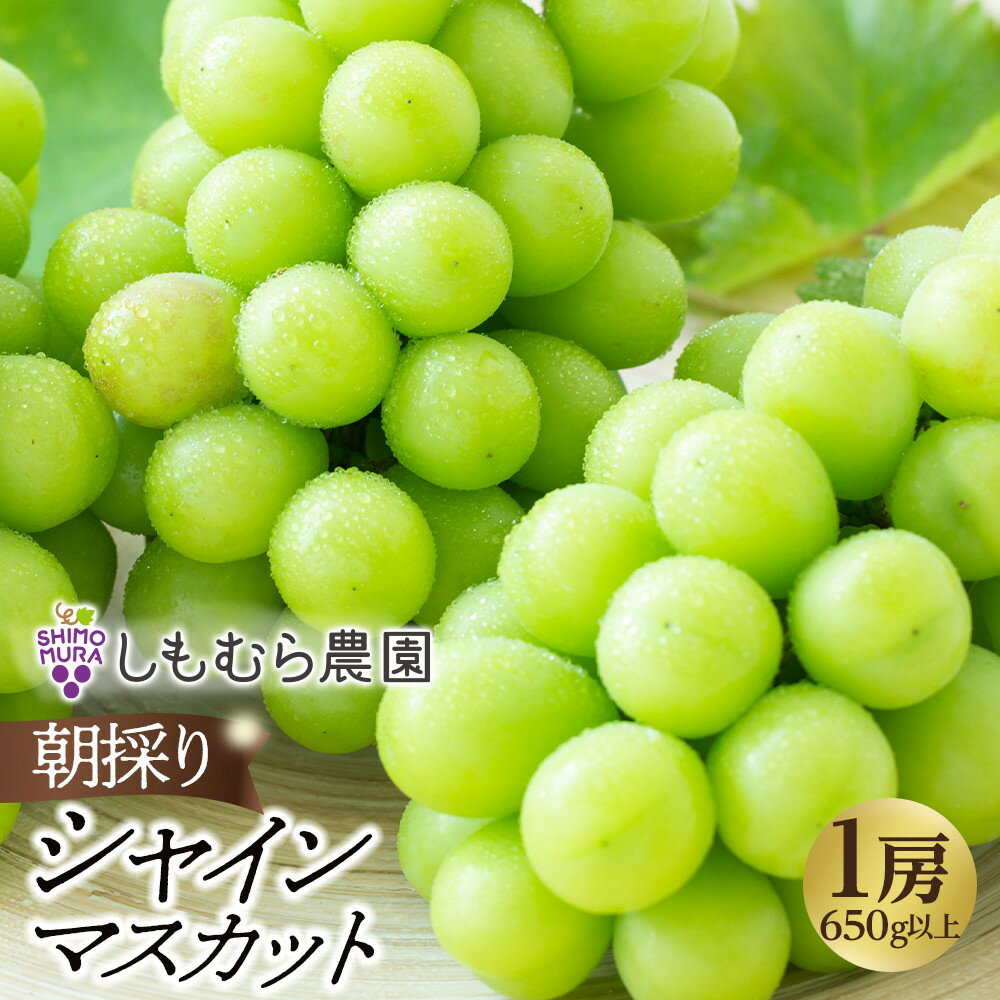 ★2026年7月下旬より順次発送★朝採りシャインマスカット1房（650g以上） | 先行 予約 朝採り ぶどう 葡萄 果物 フルーツ 期間限定 数量限定 マスカット 白ブドウ お取り寄せ グルメ 愛知県 大府市