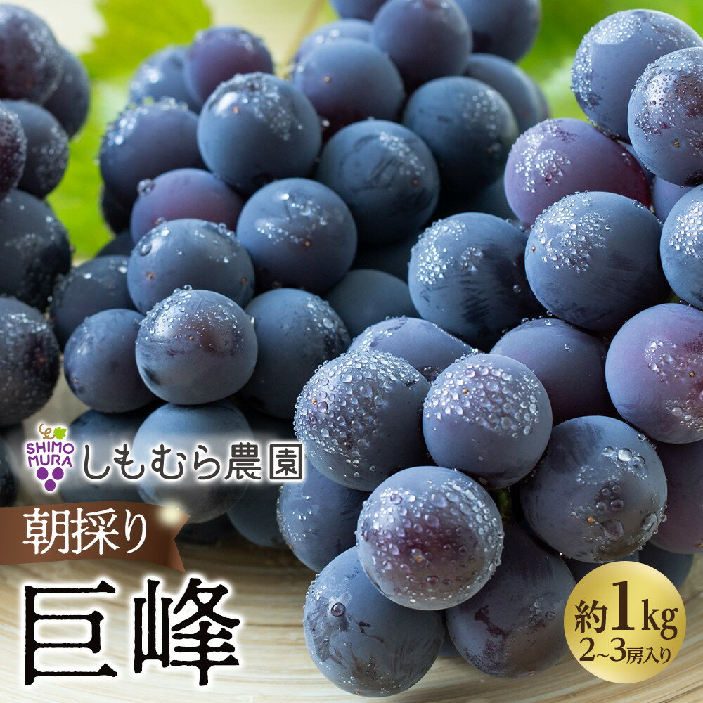 ★2026年7月下旬より順次発送★朝採り巨峰（2～3房入り） | 先行 予約 朝採り ぶどう 葡萄 果物 フルーツ 期間限定 数量限定 お取り寄せ グルメ 愛知県 大府市