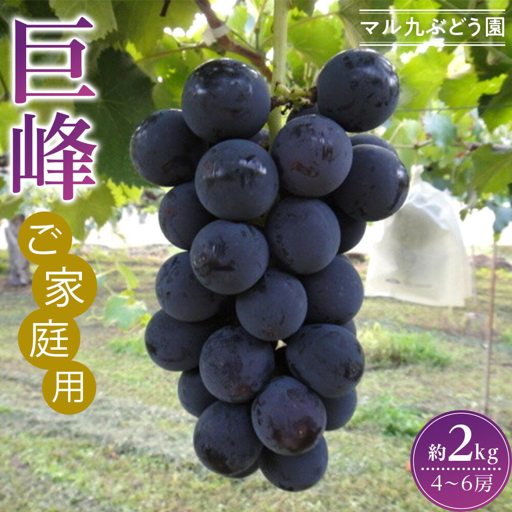 【2026年度_先行予約】【ご家庭用】巨峰（種あり）約2kg〔2026年8月上旬より順次発送〕 | 愛知県 大府市 名産品 ぶどう 糖度高く 濃厚 人気 おすすめ 家庭用 先行予約 数量限定 期間限定 果物 フルーツ 冷蔵 楽天ふるさと納税 【8月上旬より順次発送】