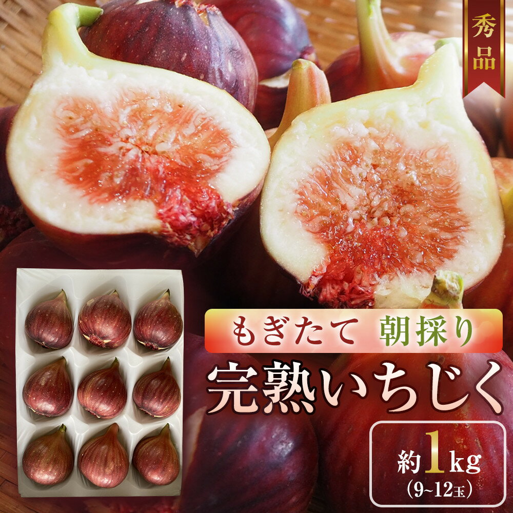 【先行予約】もぎたて朝どり完熟いちじく　秀品 約1kg（9～12玉）／愛知県産　サマーレッド　いちじく　イチジク　無花果　果物　フルーツ　 | 果物 フルーツ いちじく 1kg 愛知 大府 送料無料 イチジク 無花果 完熟 高品質 甘い 新鮮 お中元 ギフト
