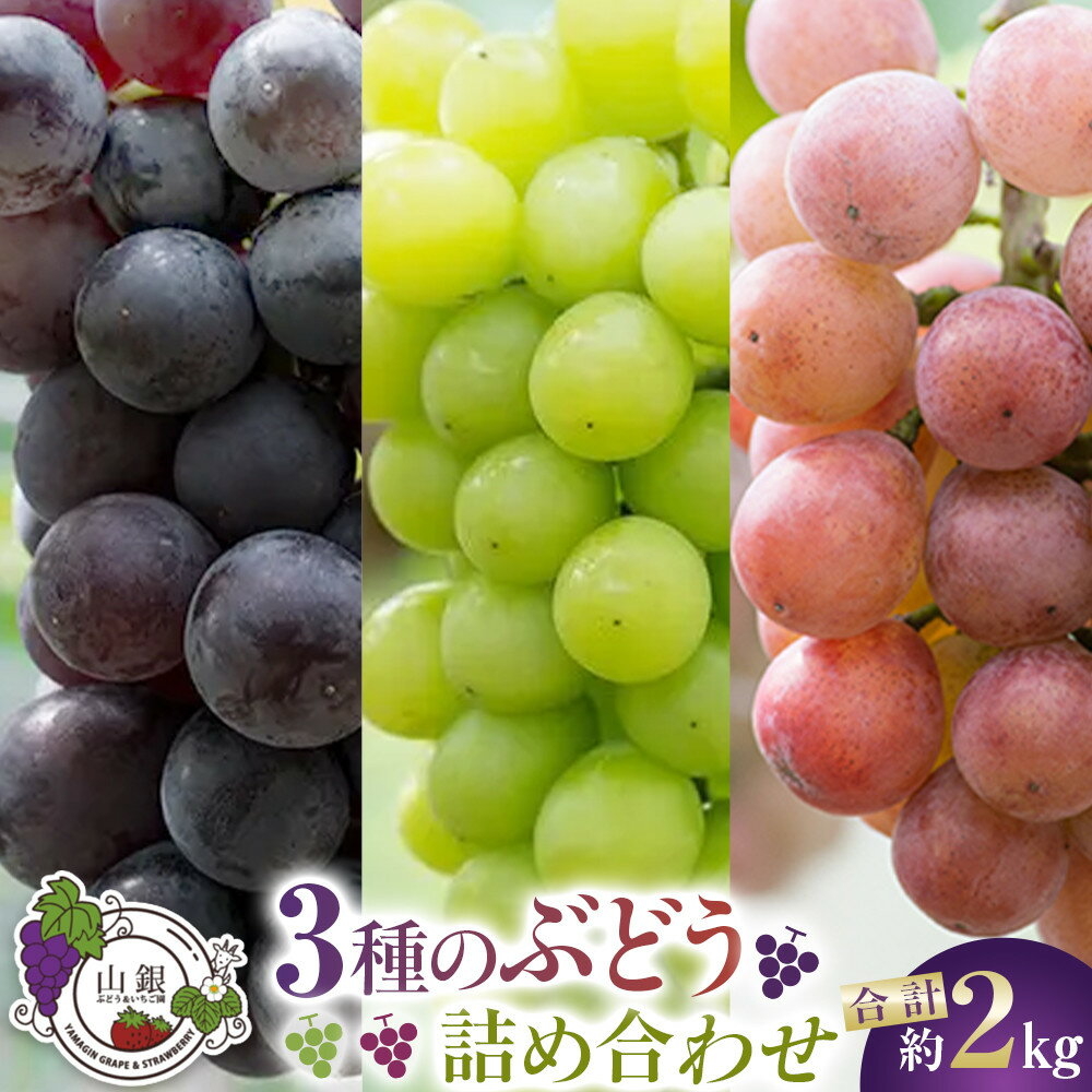 ★お届けは2026年8月から！★3種のぶどう詰め合わせ
