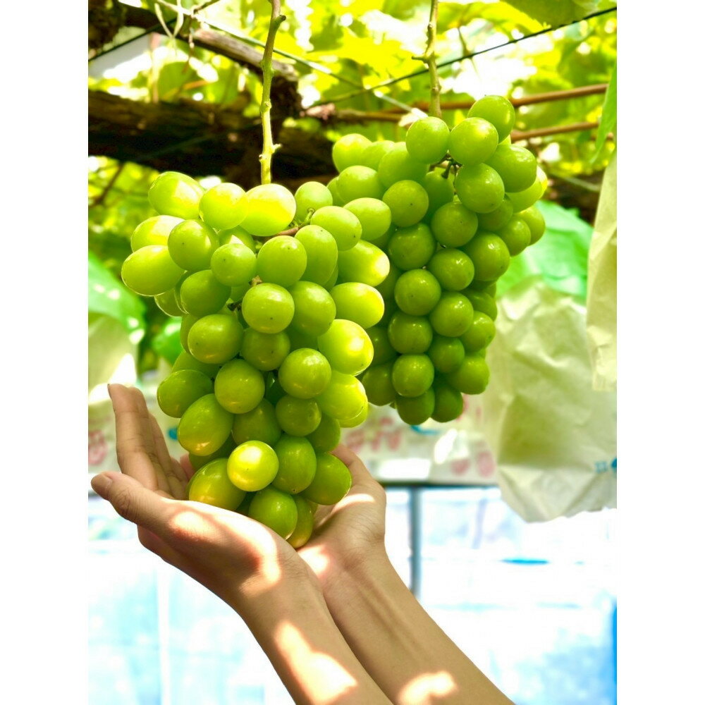 【ふるさと納税】【先行予約2026年8月頃発送】大府市産　シャインマスカット1.4kg(2～3房入） | フルーツ 果物 くだもの 食品 人気 おすすめ 送料無料 サムネイル2