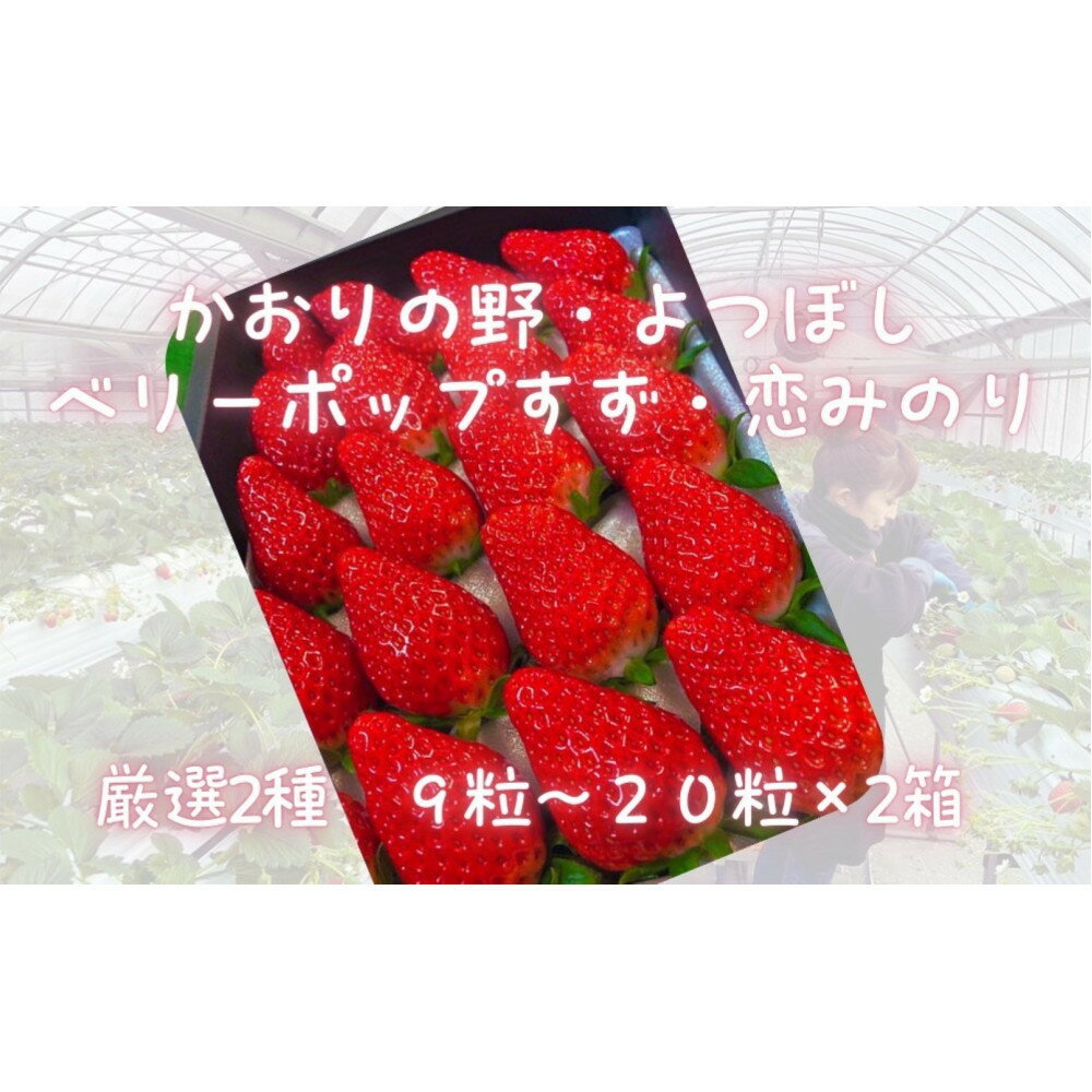 先行予約・数量限定！ 採れたて完熟いちご【かおり野・よつぼし・ベリーポップすず・恋みのり】 9粒～20粒×2箱 | 果物 フルーツ いちご イチゴ 苺 食品 旬 季節限定 おすすめ 品種 産地直送 愛知県 大府市 美容 健康