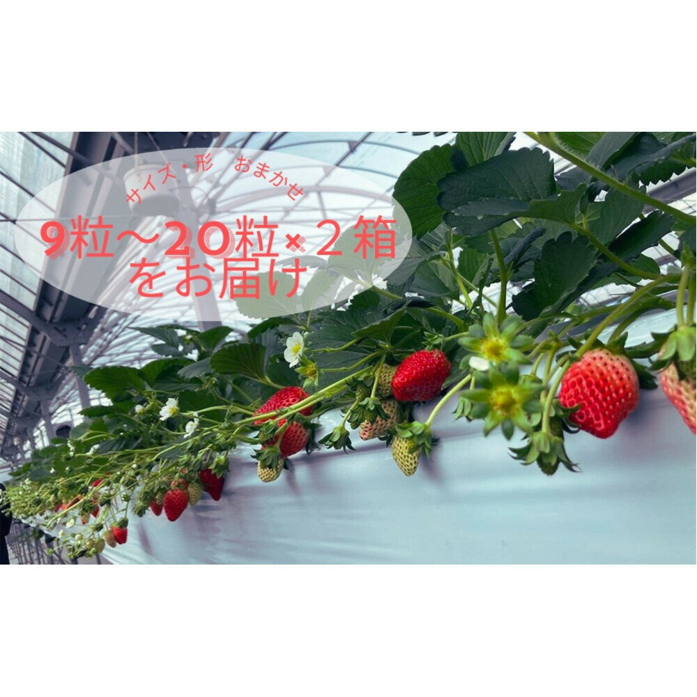 【ふるさと納税】先行予約・数量限定！ 採れたて完熟いちご【かおり野・よつぼし・ベリーポップすず・恋みのり】 9粒～20粒×2箱 | 果物 フルーツ いちご イチゴ 苺 食品 旬 季節限定 おすすめ 品種 産地直送 愛知県 大府市 美容 健康 サムネイル2