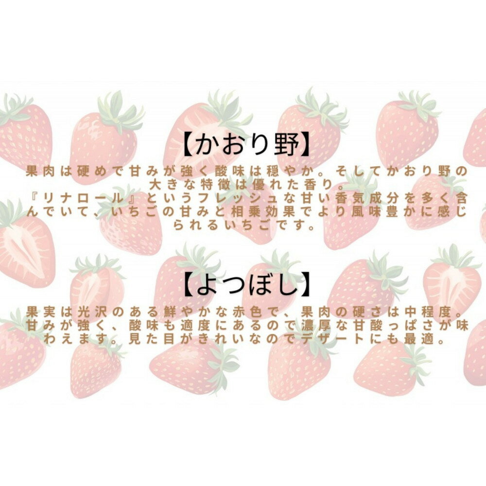 【ふるさと納税】先行予約・数量限定！ 採れたて完熟いちご【かおり野・よつぼし・ベリーポップすず・恋みのり】 9粒～20粒×2箱 | 果物 フルーツ いちご イチゴ 苺 食品 旬 季節限定 おすすめ 品種 産地直送 愛知県 大府市 美容 健康 サムネイル3