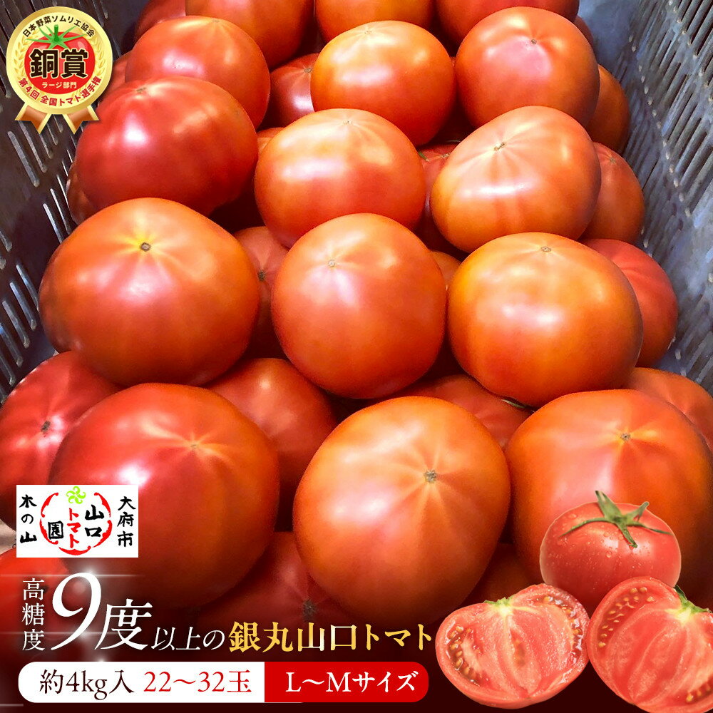 【先行予約 2026年2月～5月出荷予定／限定50箱】全国トマト選手権銅賞受賞トマト『銀丸山口トマト』高糖度トマト　L~Mサイズ | 野菜 やさい 食品 人気 おすすめ 送料無料