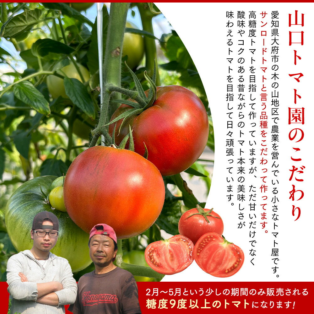 【ふるさと納税】【先行予約 2026年2月～5月出荷予定／限定50箱】全国トマト選手権銅賞受賞トマト『銀丸山口トマト』高糖度トマト　L~Mサイズ | 野菜 やさい 食品 人気 おすすめ 送料無料 - 画像2