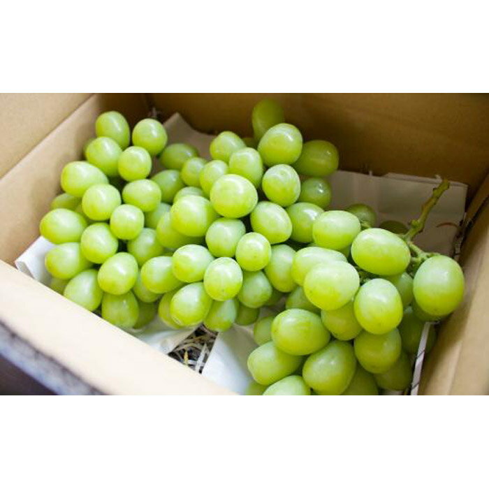 【ふるさと納税】★2026年7月下旬より順次発送★朝採りシャインマスカット（3～4房入り） | 先行 予約 朝採り ぶどう 葡萄 果物 くだもの フルーツ 期間限定 数量限定 お取り寄せ グルメ 愛知県 大府市 サムネイル2