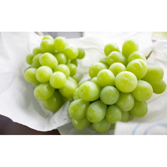 【ふるさと納税】★2026年7月下旬より順次発送★朝採りシャインマスカット（3～4房入り） | 先行 予約 朝採り ぶどう 葡萄 果物 くだもの フルーツ 期間限定 数量限定 お取り寄せ グルメ 愛知県 大府市 サムネイル3