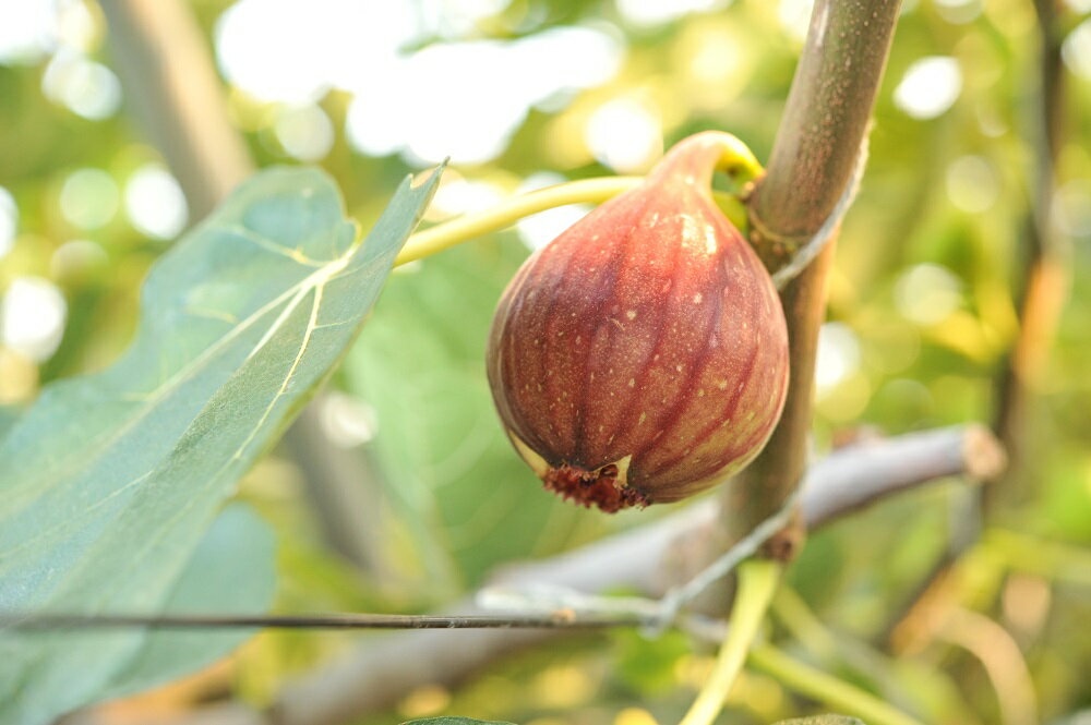 【ふるさと納税】【先行予約】もぎたて朝どり完熟いちじく　秀品 約1kg（9～12玉）／愛知県産　サマーレッド　いちじく　イチジク　無花果　果物　フルーツ　 | 果物 フルーツ いちじく 1kg 愛知 大府 送料無料 イチジク 無花果 完熟 高品質 甘い 新鮮 お中元 ギフト サムネイル3