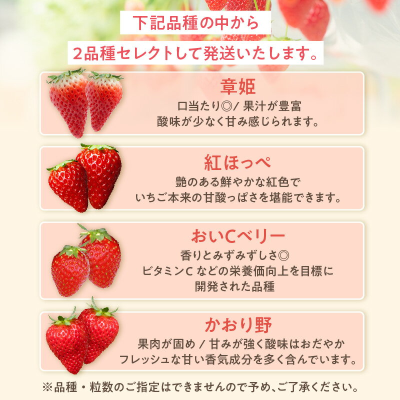 【ふるさと納税】《先行予約》いちご 2品種 食べ比べ セット【申込終了：2026年3月末】 ◆ 期間限定 ◆ 苺 フルーツ 完熟苺 紅ほっぺ 章姫 かおり野 おいCべりー 農園 あきひめ イチゴ 知多市 旬の果物 送料無料 サムネイル3