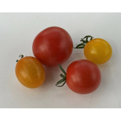 【ふるさと納税】新ミニトマト4種セット(愛知いしかわ菜園)【1483671】 - 画像2