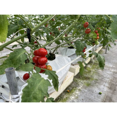 【ふるさと納税】新ミニトマト4種セット(愛知いしかわ菜園)【1483671】 - 画像3